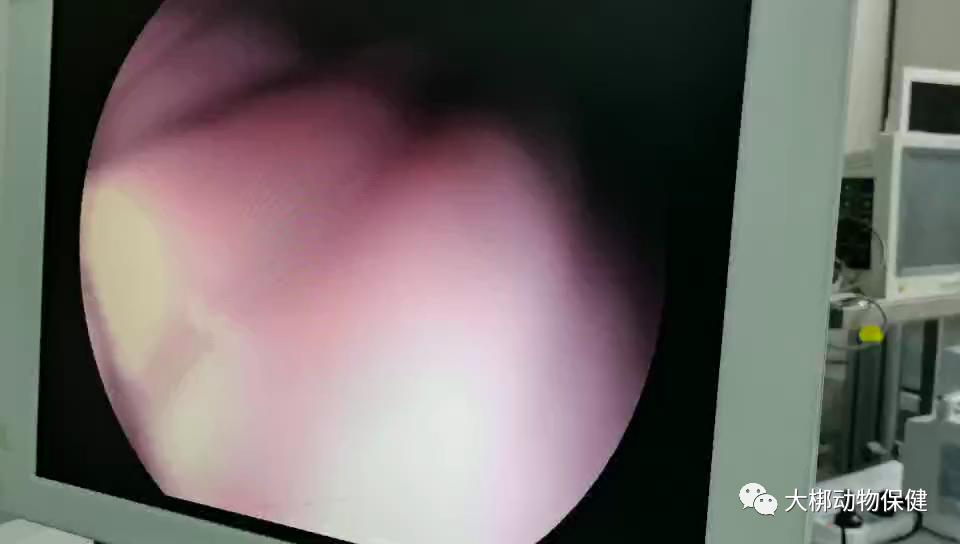 猫咪胃炎出血怎么治疗最好,猫咪肠胃炎的表现症状有哪些