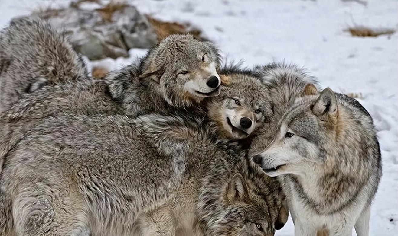 狼群只有狼王才能生后代吗,狼群中只有狼王有交配权吗