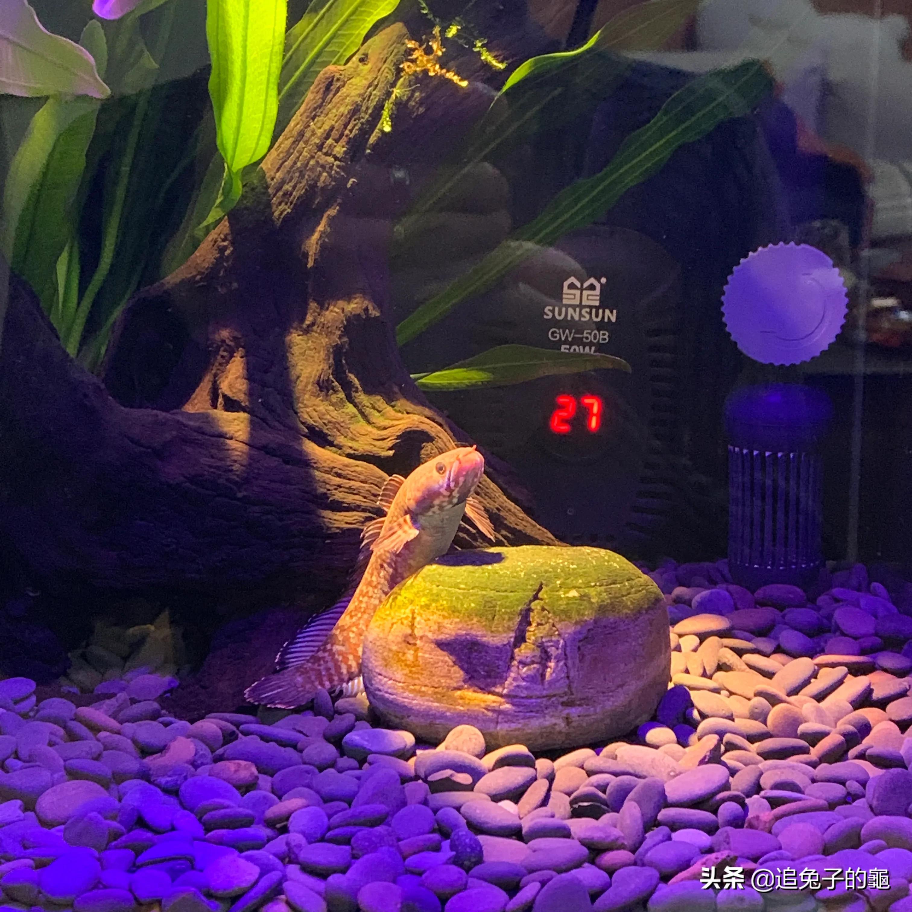 养鱼大坑,养鱼坑必须是万丈深渊