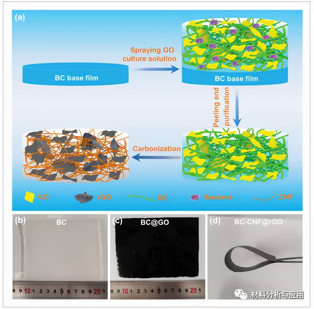 天大:碳纳米纤维/石墨烯纳米片复合支架用于无枝晶锂金属阳极