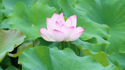 发现结节饮食要注意什么,得了结节吃什么东西能软坚散结