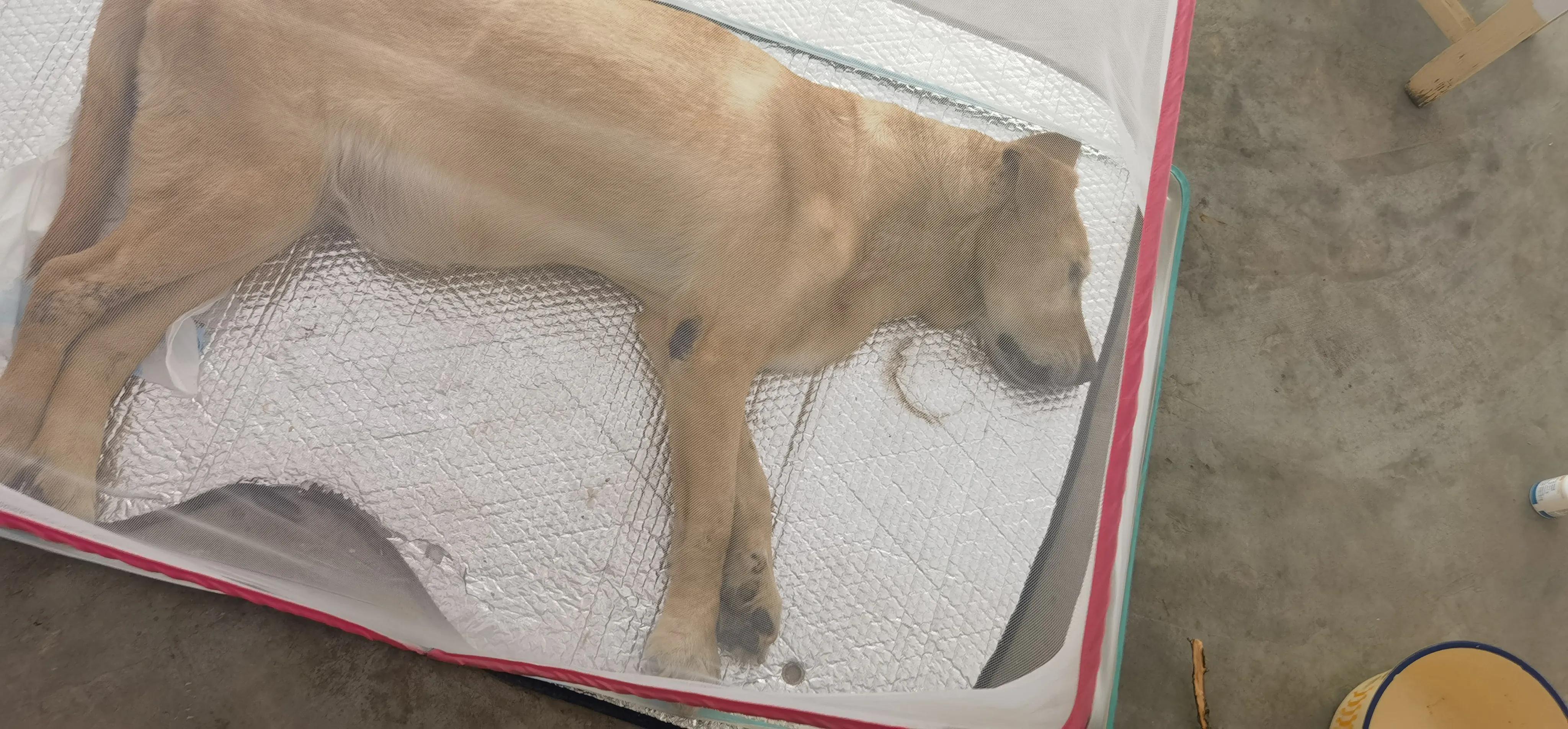 今天狗狗成成可能走到了生命尽头，已经两天不吃不喝了，却不悲伤