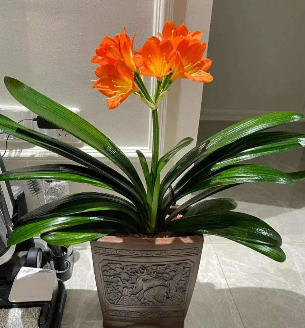 养了10年的君子兰今年终于开花了,养了好几年的君子兰终于要开花了