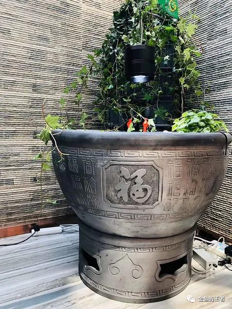 金鱼,球鲤额头穿孔有洞洞怎么办?来看看我怎么处理的