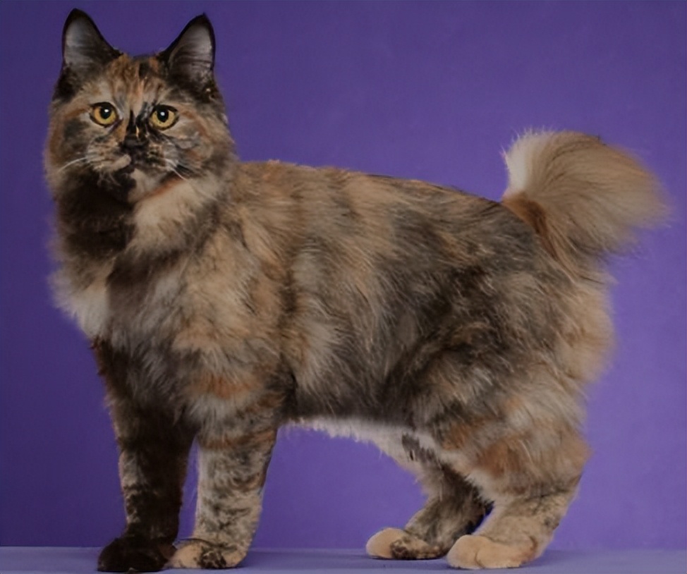 纯种猫咪有哪些颜色,纯种宠物猫有哪些品种