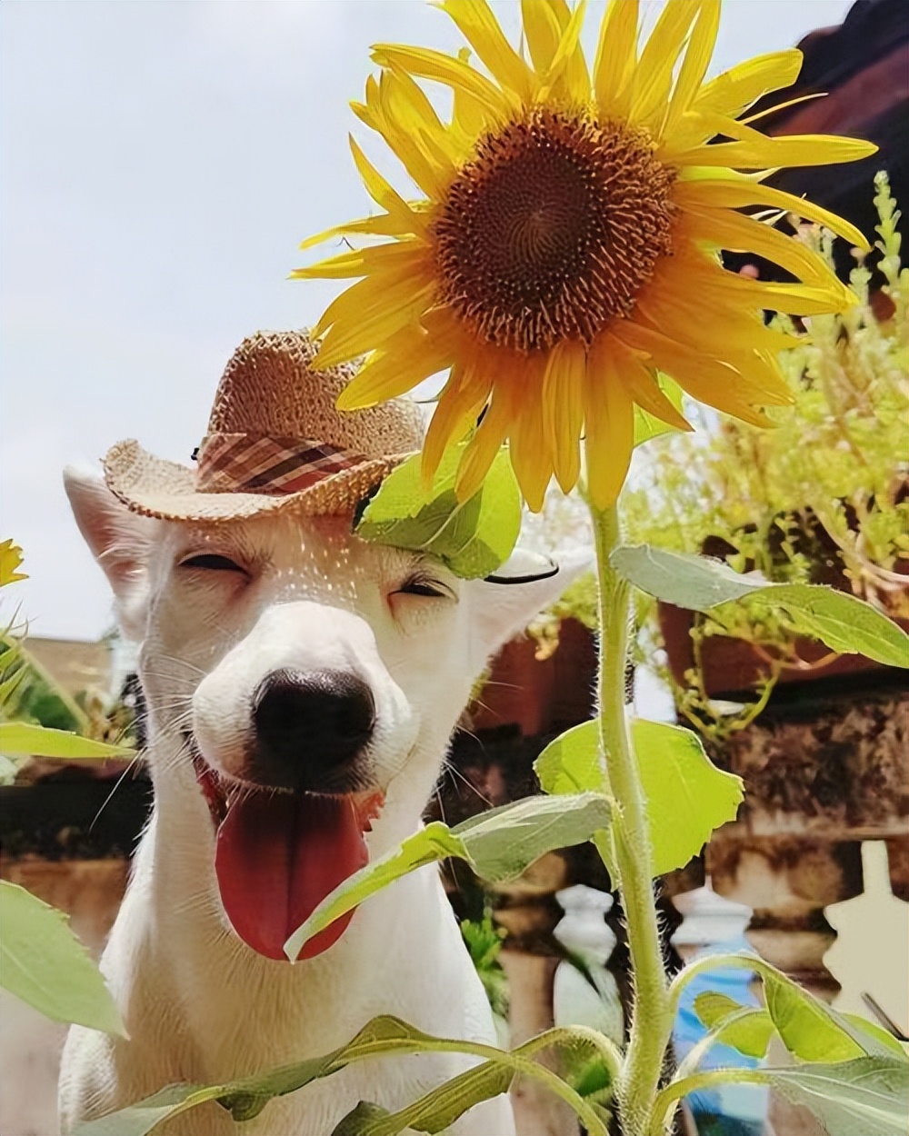 这些笑话，承包你这个春天所有的不快乐（二）