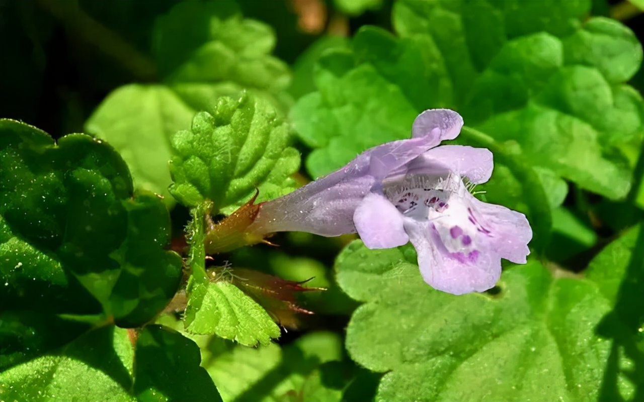 公园路边植物图片,路边的小植物有哪些