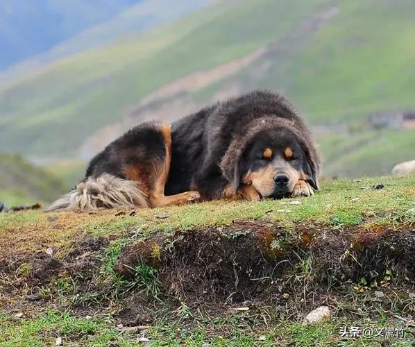 两夫妻走到西藏无人区碰见狼群,真正古老的纯种藏獒