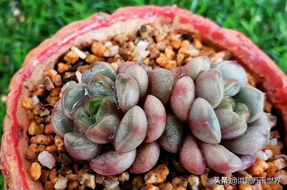 仙女杯多肉怎么养出白霜,多肉长白霜枯萎