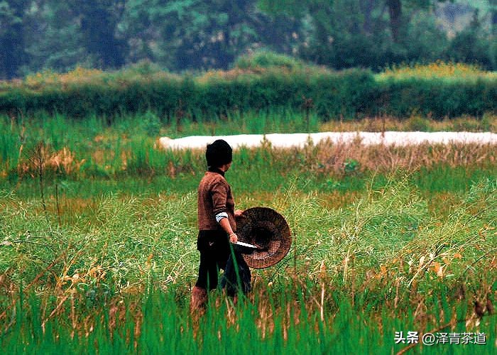 谷雨适合喝什么茶,谷雨喝什么茶叶