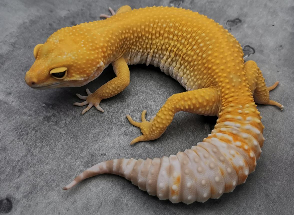 一点红就能辨女子贞洁,古代守宫砂是什么原理?李时珍:大半假的