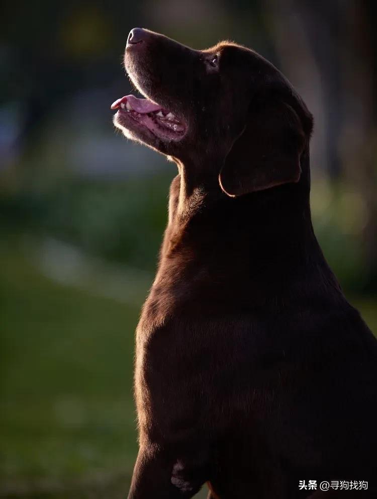 广州拉布拉多犬出售同城多少钱,越秀区拉布拉多犬