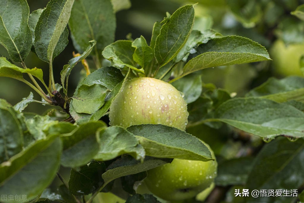 绿萝叶子打蔫发黄快速补救方法,大叶绿萝打蔫叶子下垂是什么原因