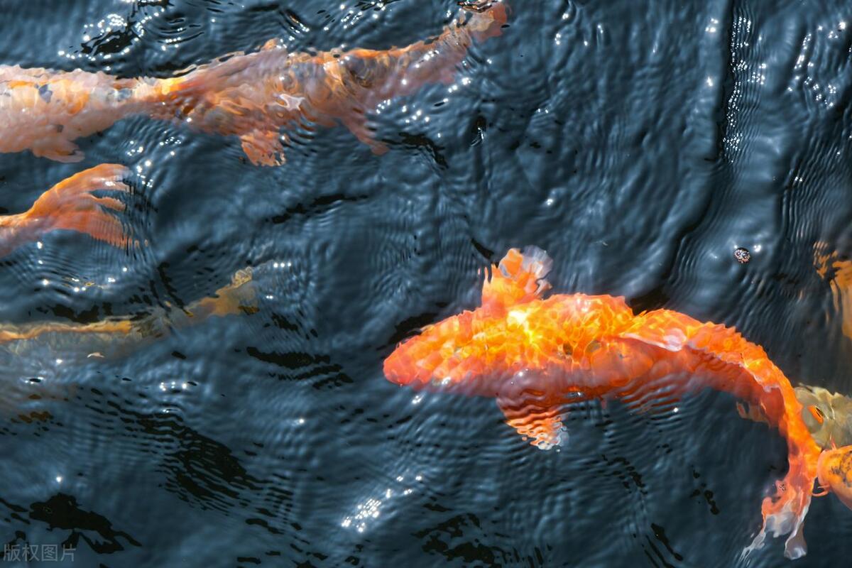 “连连有鱼”又出新模式，钓鱼也能赚钱？