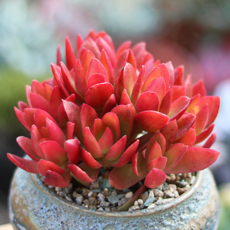 十二卷多肉的品种图鉴,100种多肉植物图片大全