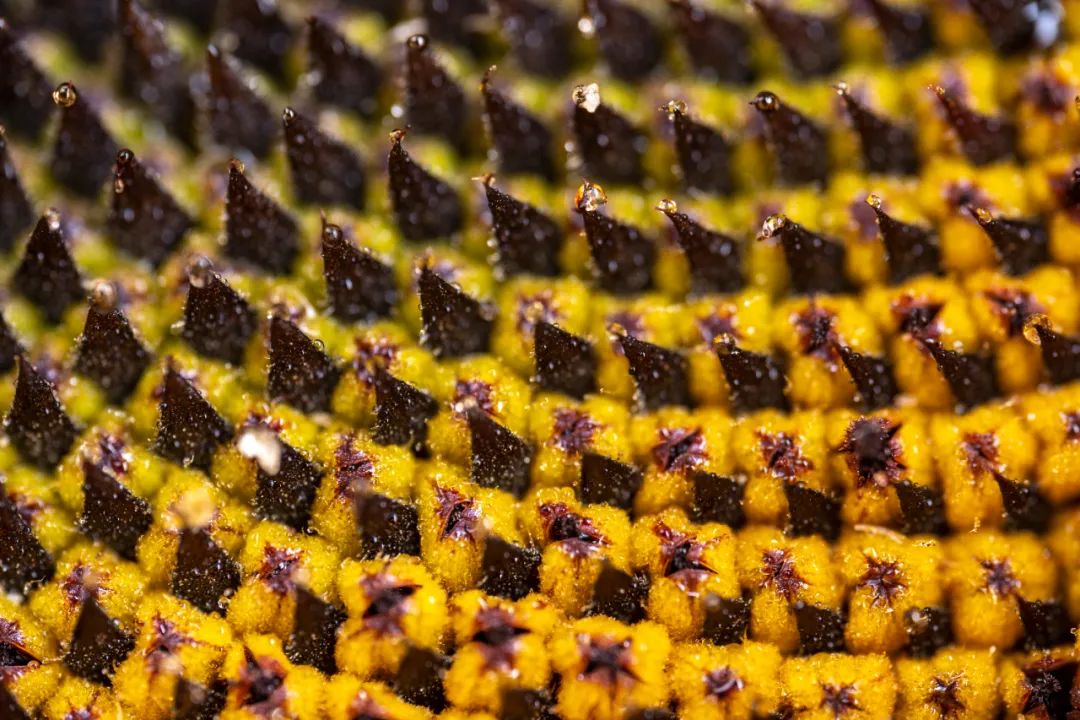 老蛙9mm全画幅镜头评测,老蛙100mmf2.8与2.9微距镜头