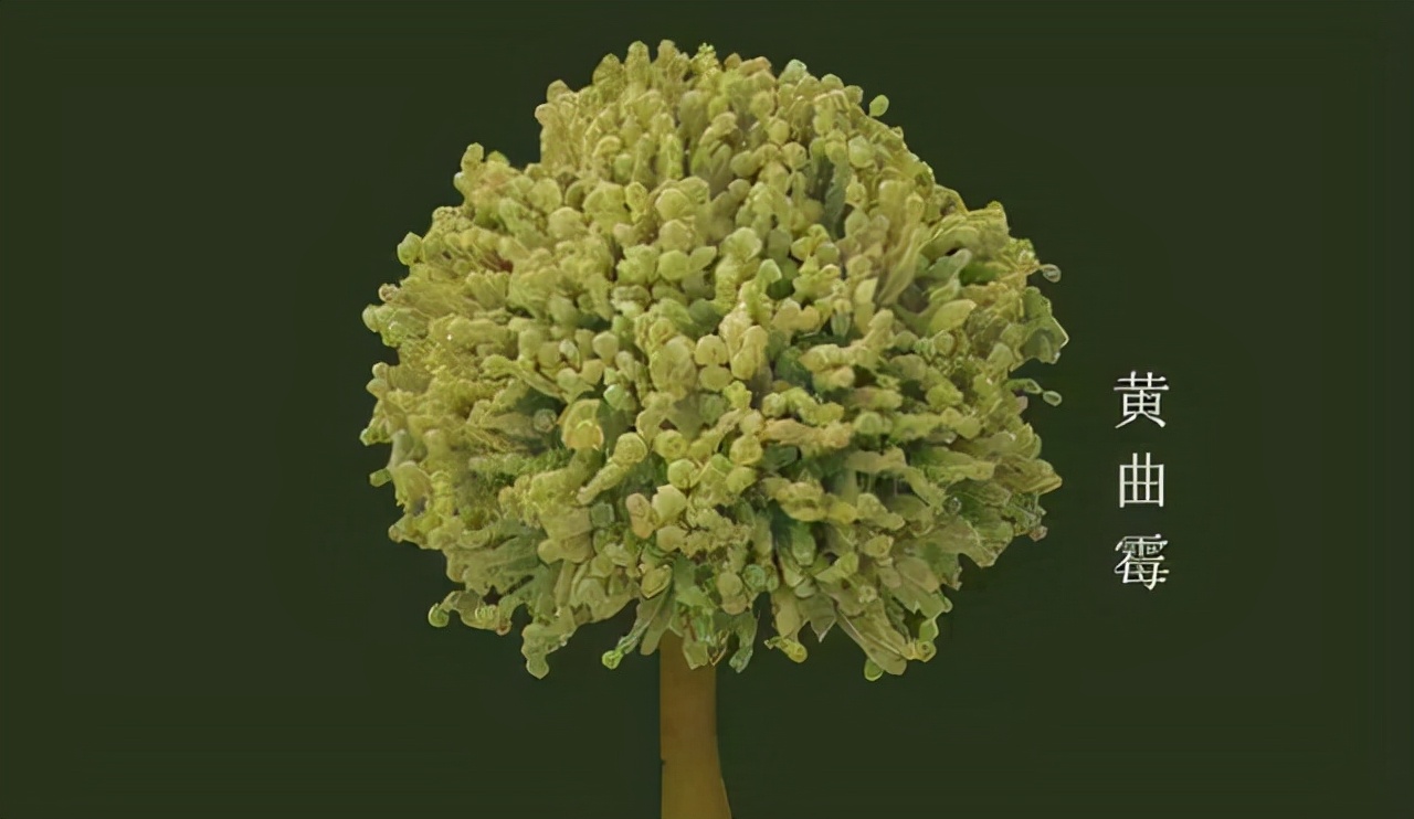 为什么医生建议停止使用绞肉机,使用绞肉机会损伤肝脏系谣言