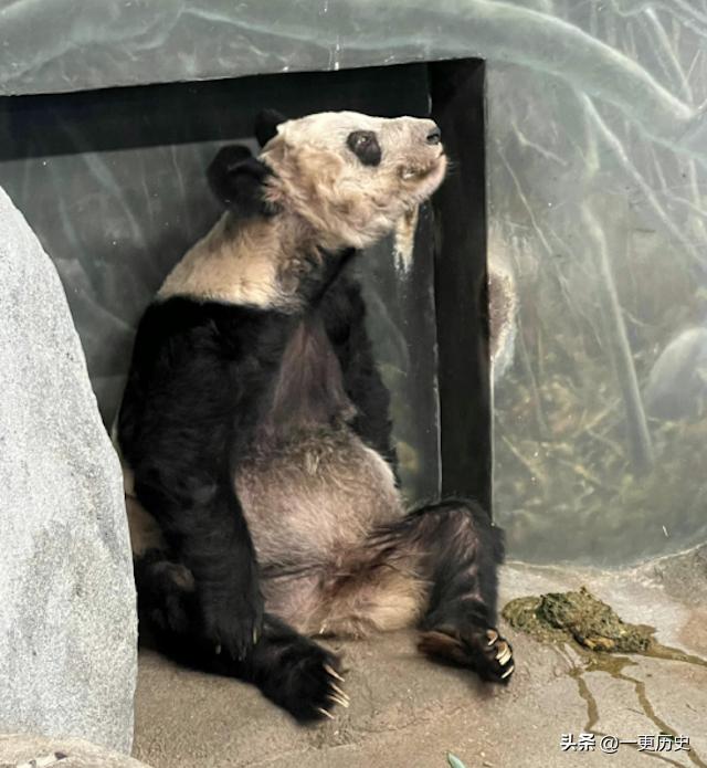 旅居美国的熊猫丫丫,旅美熊猫艰辛的回国之路