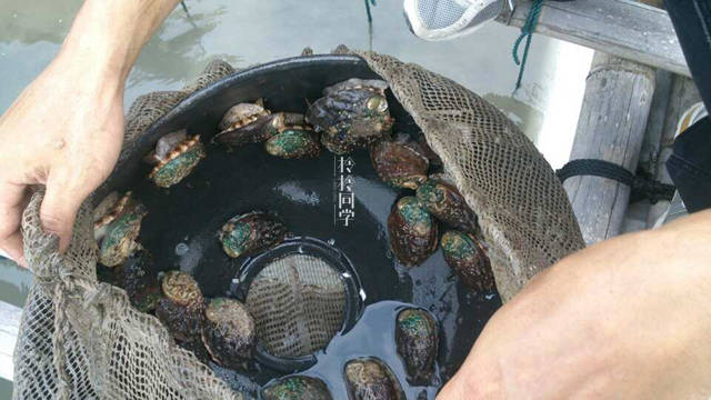 鲍鱼中常见的寄生虫,鲍鱼饲料有毒吗