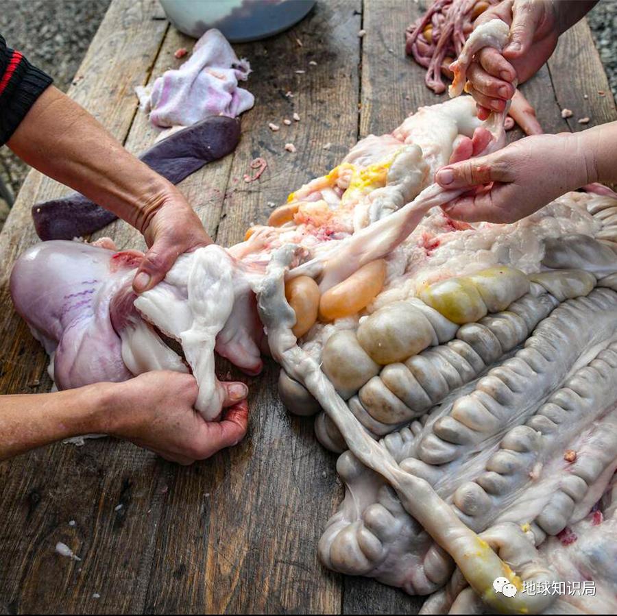没洗干净的猪大肠到底臭不臭,猪大肠3年没洗是真的吗