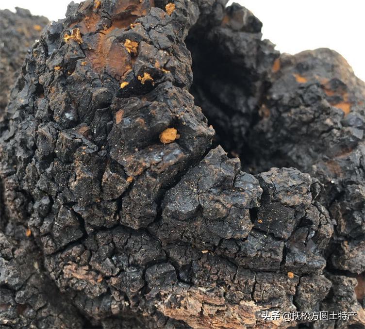 桦树茸用途,桦树茸多糖