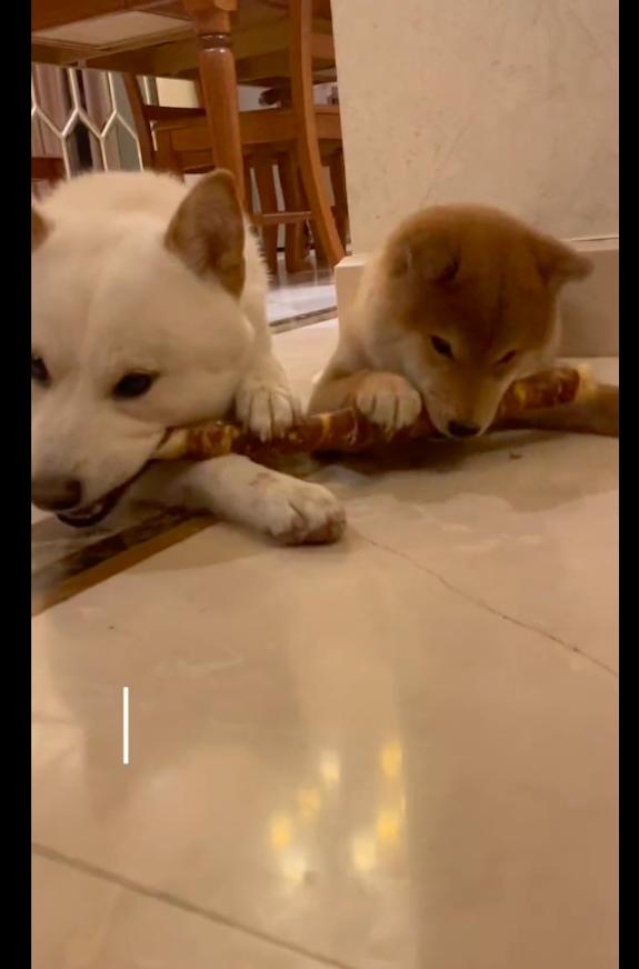 小狗被捉起来浑身颤抖,小狗被人抓走流泪