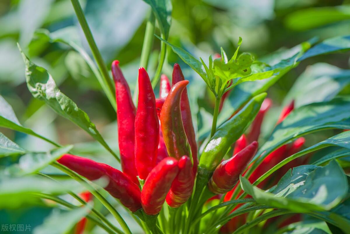 水溶肥经销商怎么做,厂家水溶肥市场推广方案