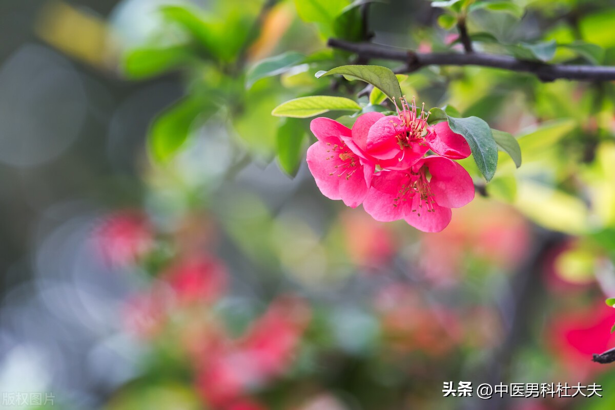 中医治阳痿经典方,一方治疗百病秘方