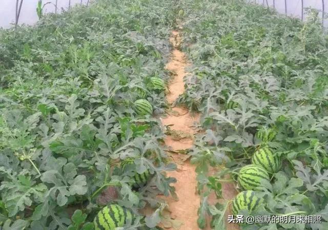 种西瓜去打工挣钱吗,90后回村创业种西瓜