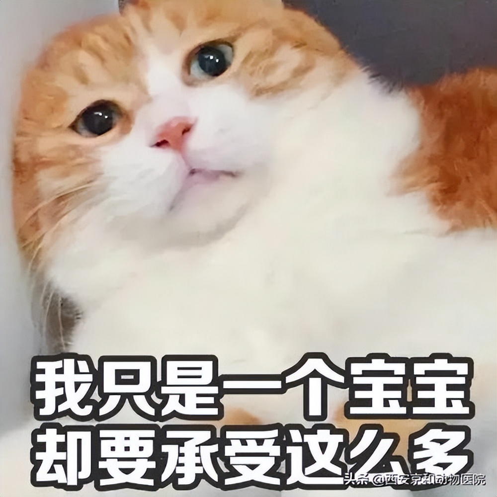 不绝育也不生猫猫，母猫患上这些病全怪铲屎官