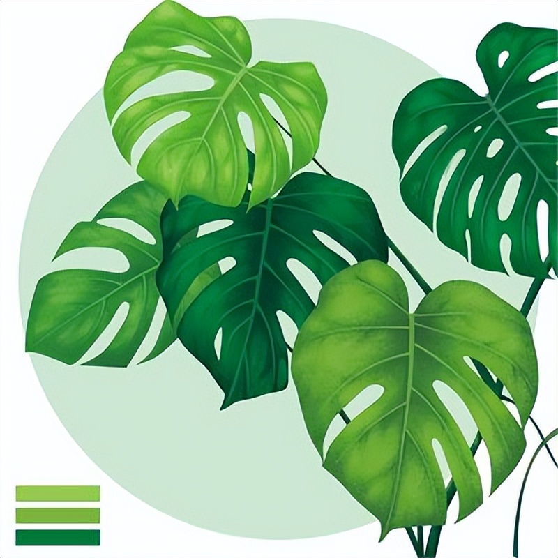 除甲醛又好养的植物,十大除甲醛的植物有哪些