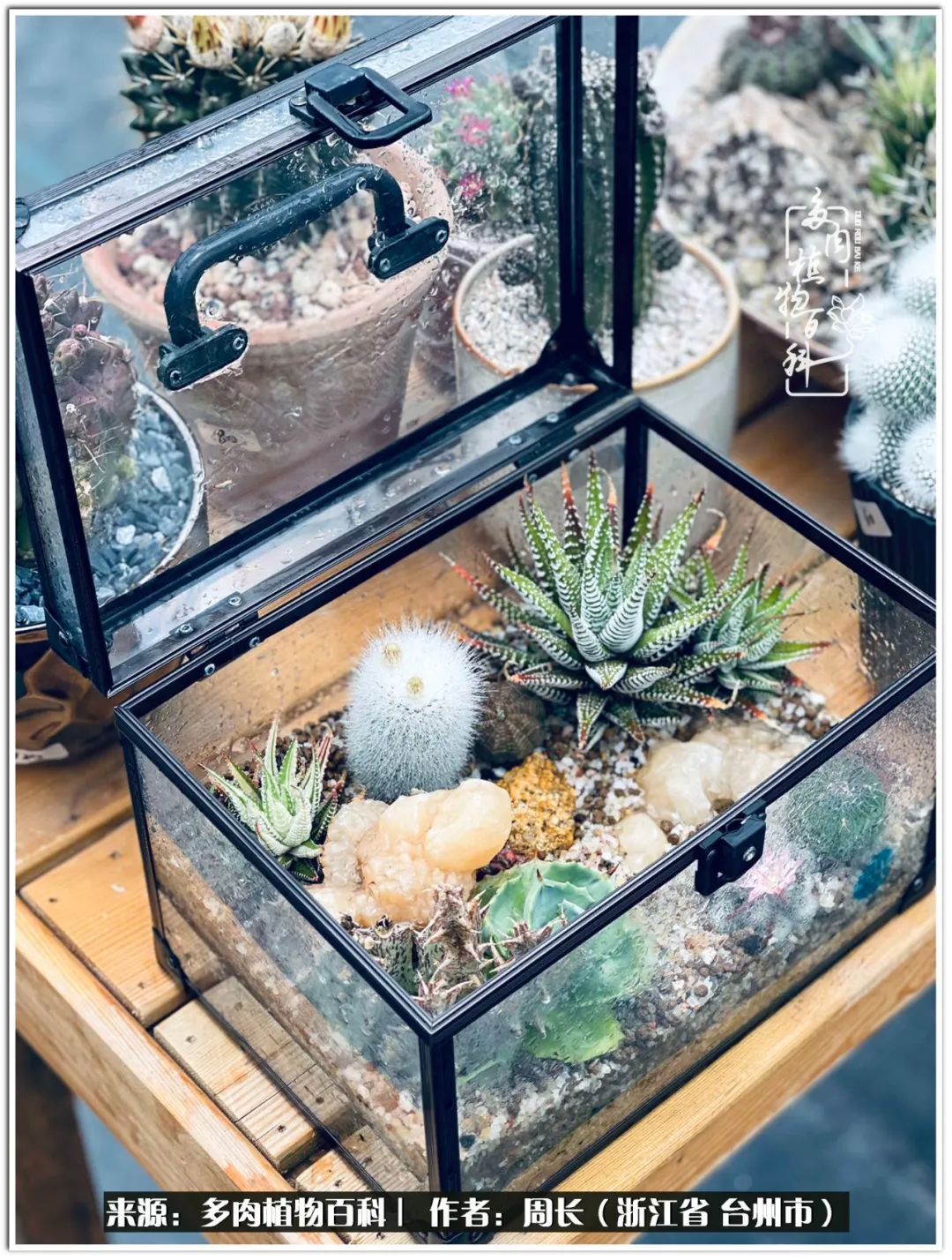 多肉拼盘新手入门,多肉拼盘说说