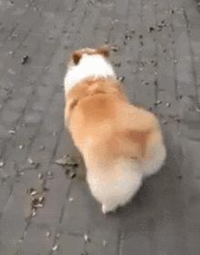 狗狗价格排行榜前十名德牧,狗狗价格排名前100名品种有哪些