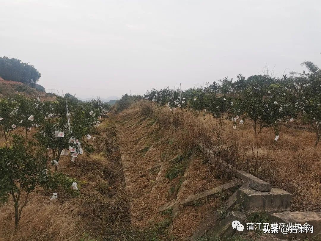 阳光一号柑橘裂果,阳光一号如何防治裂果