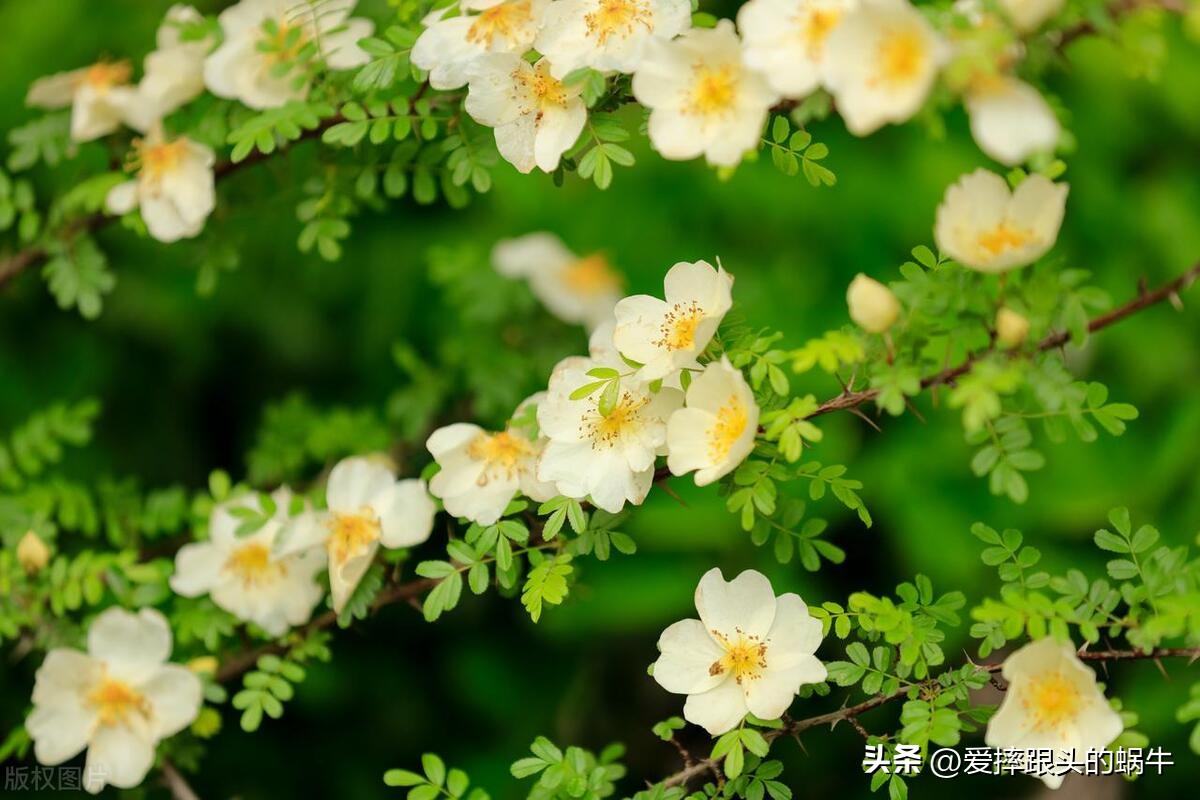 生如夏花灿烂的时候,生如夏花绚烂绽放歌曲视频