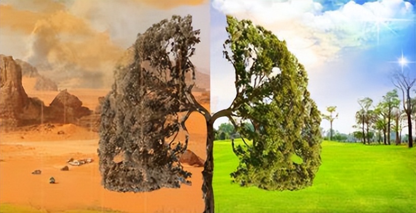 地下真菌网络：菌丝网络，在植物间信息传递、养分共享面的作用