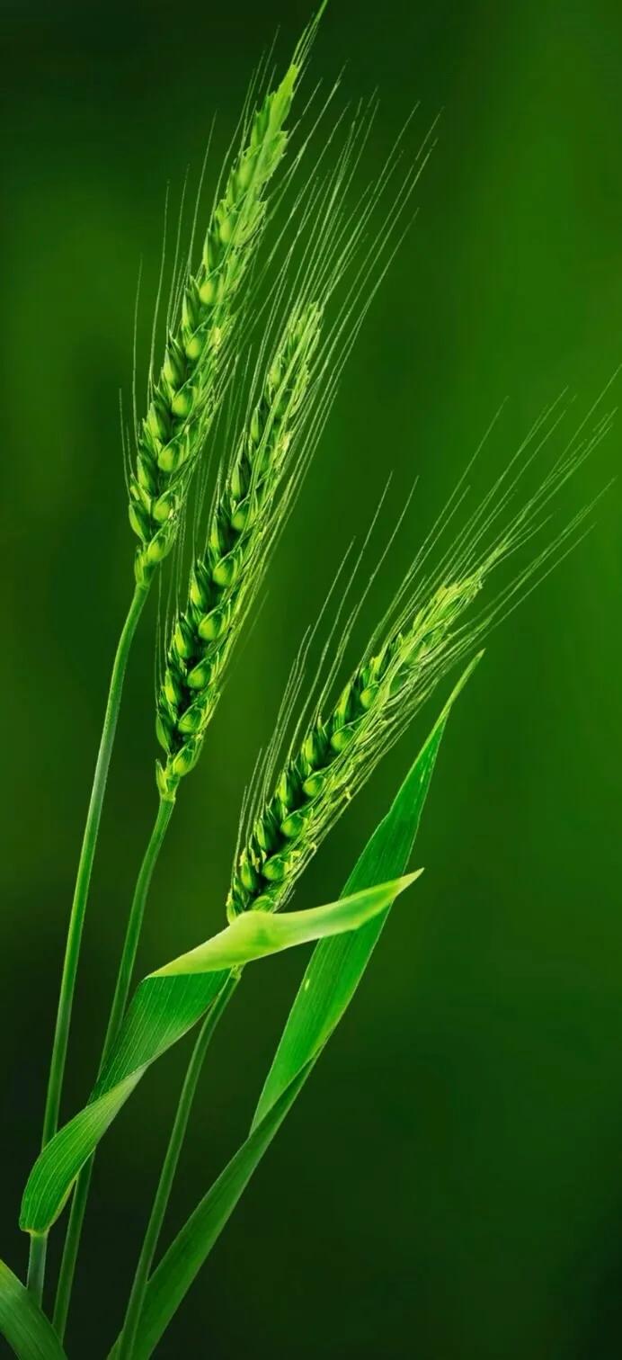 手机壁纸大全超好看动态,壁纸超清4k手机壁纸男生专用