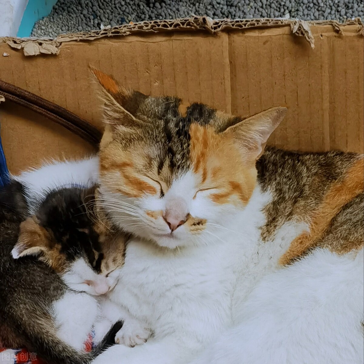 家猫怀孕的要怎么照顾,家有孕猫和其它猫咪怎么相处