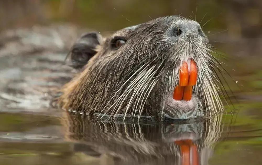 上海多地出现的巨大老鼠,上海发现巨型老鼠重达17公斤