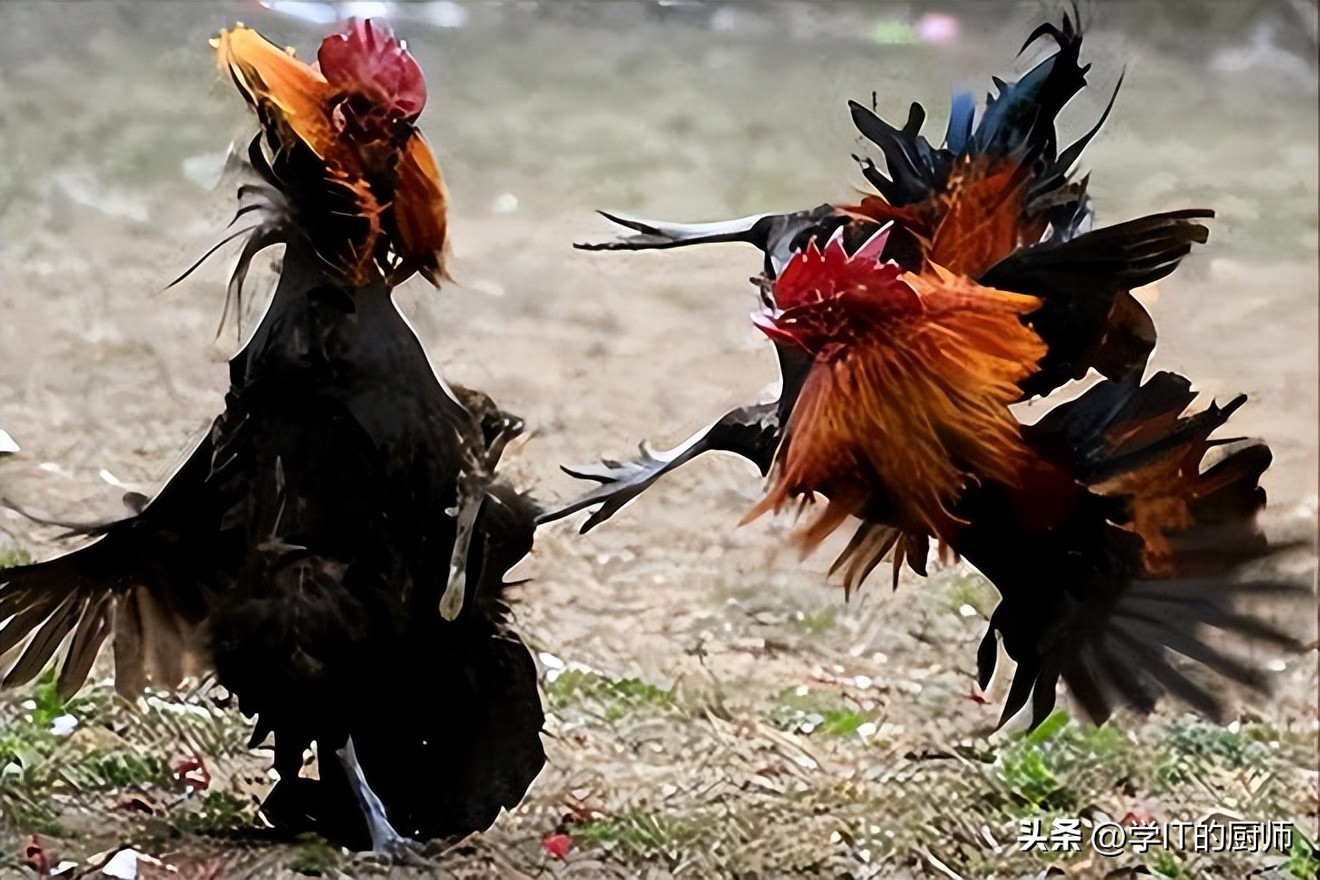 勇敢尝试！短视频+直播：让你的农村创业从送鸡蛋起飞！