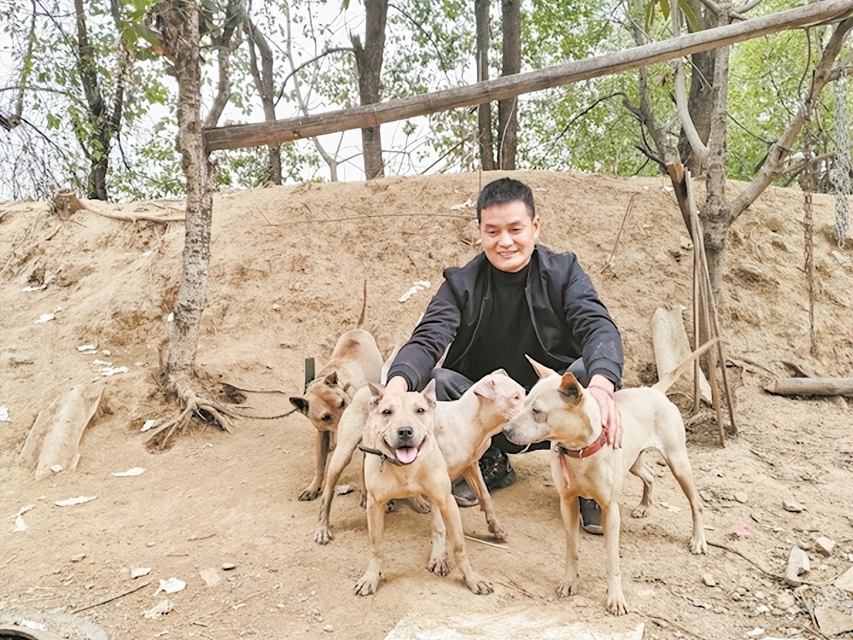 30种常见犬图片,40种常见名犬图片