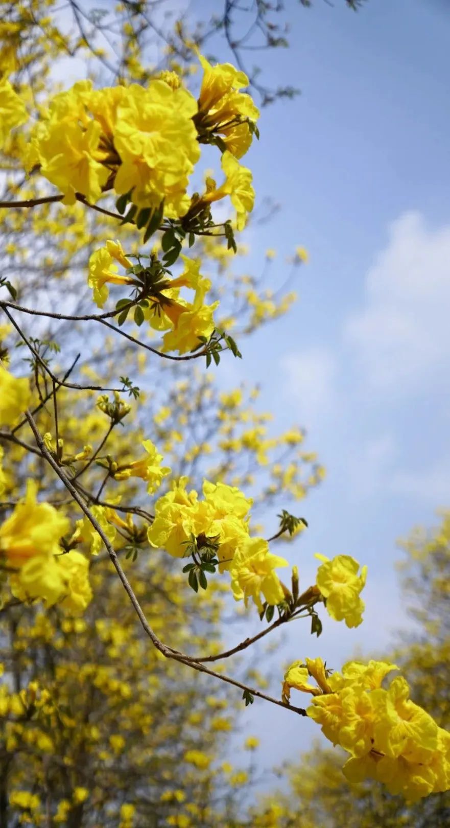 提前盛开！成都市区这个被偏爱的宝藏地又上新，即将刷爆全网