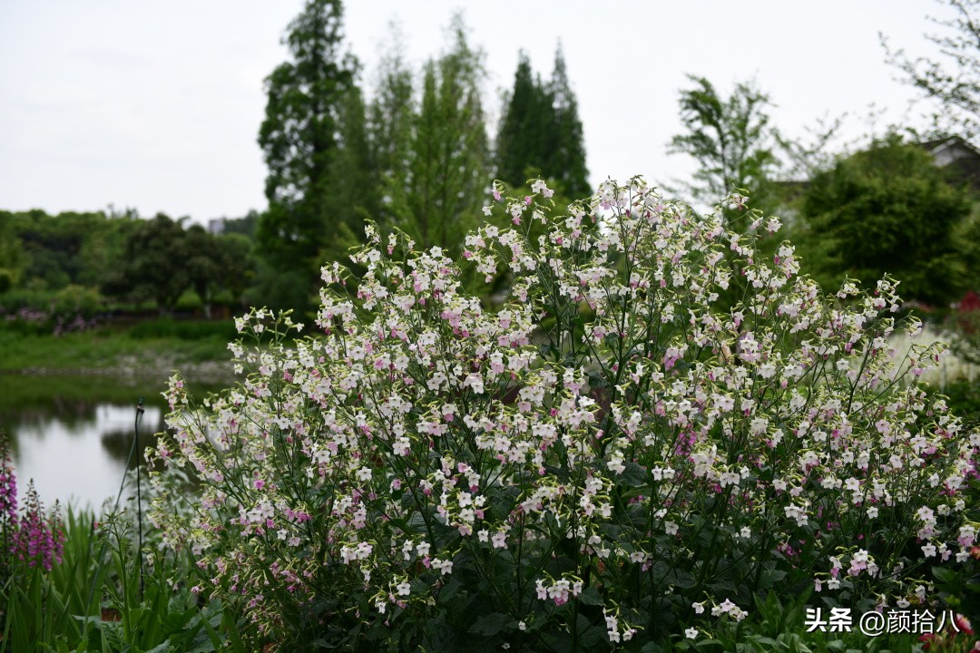 冬天开花的室外花卉盆栽,温室盆栽观花花卉植物