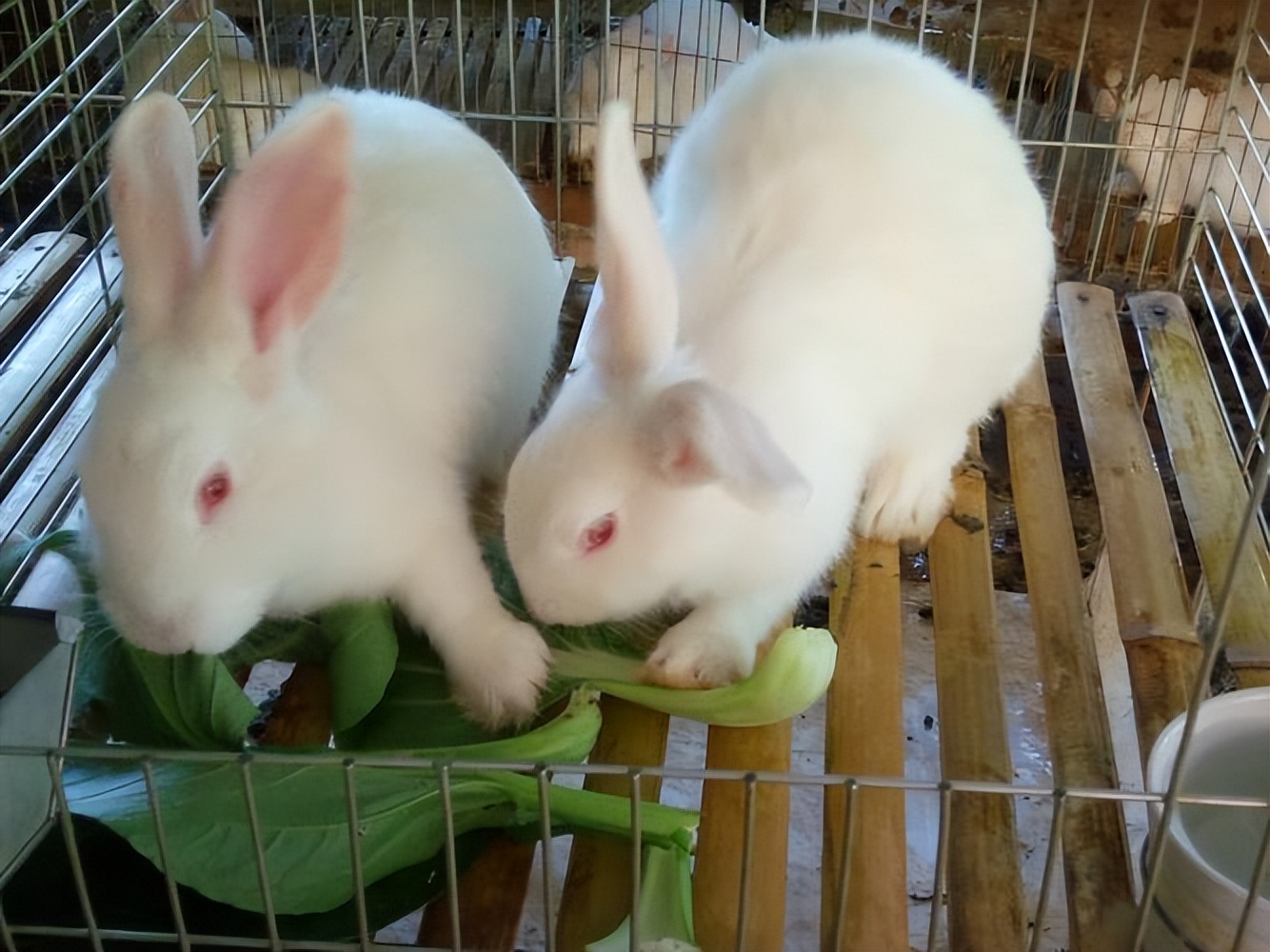 短毛兔和长毛兔小时候的区别,短毛和长毛的区别图片