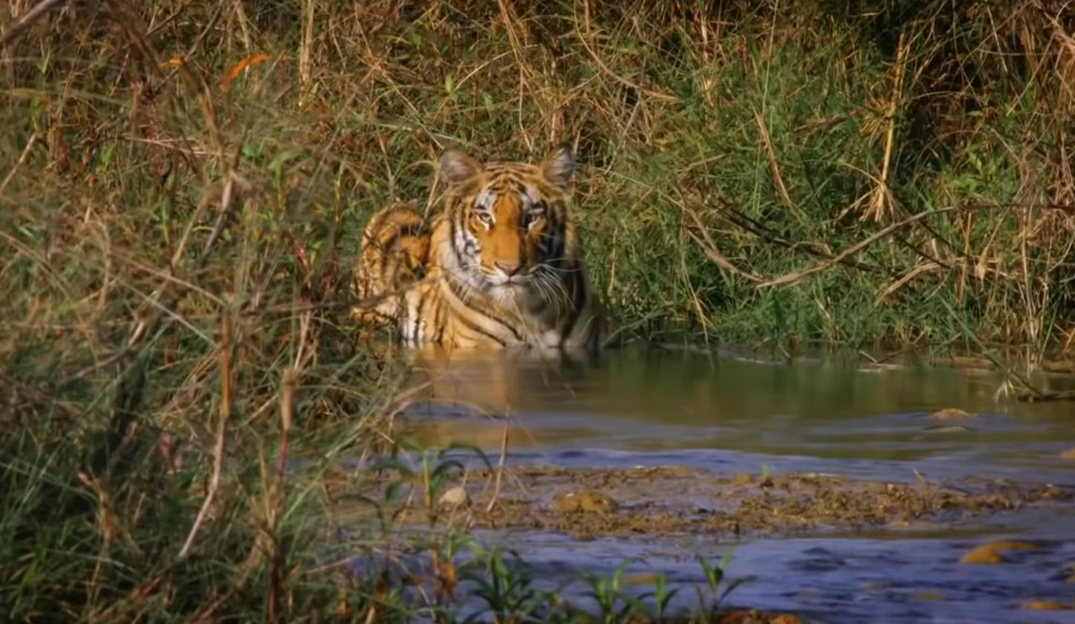 白色的东北虎为什么灭绝了,远东巨虎为什么灭绝的