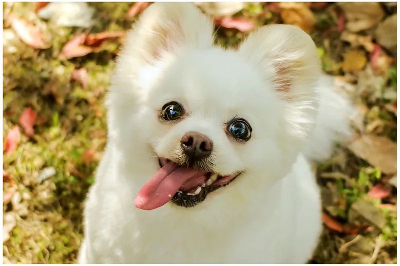 狗狗掉牙注意什么,狗狗掉牙的处理方法