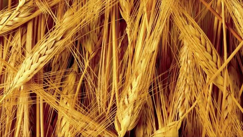 大麦的栽培与管理,大麦栽培技术有哪些