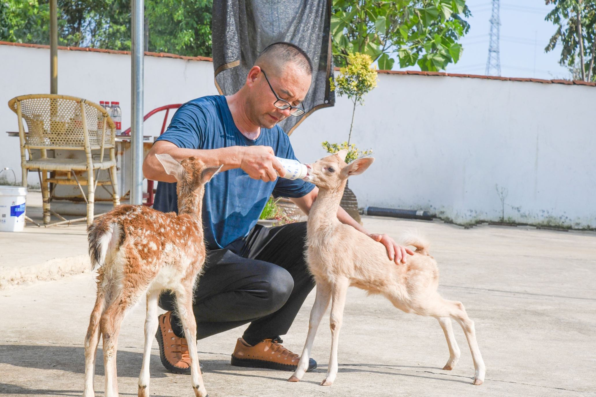梅花鹿养殖产业助农致富奔小康,乡村季风梅花鹿养殖致富