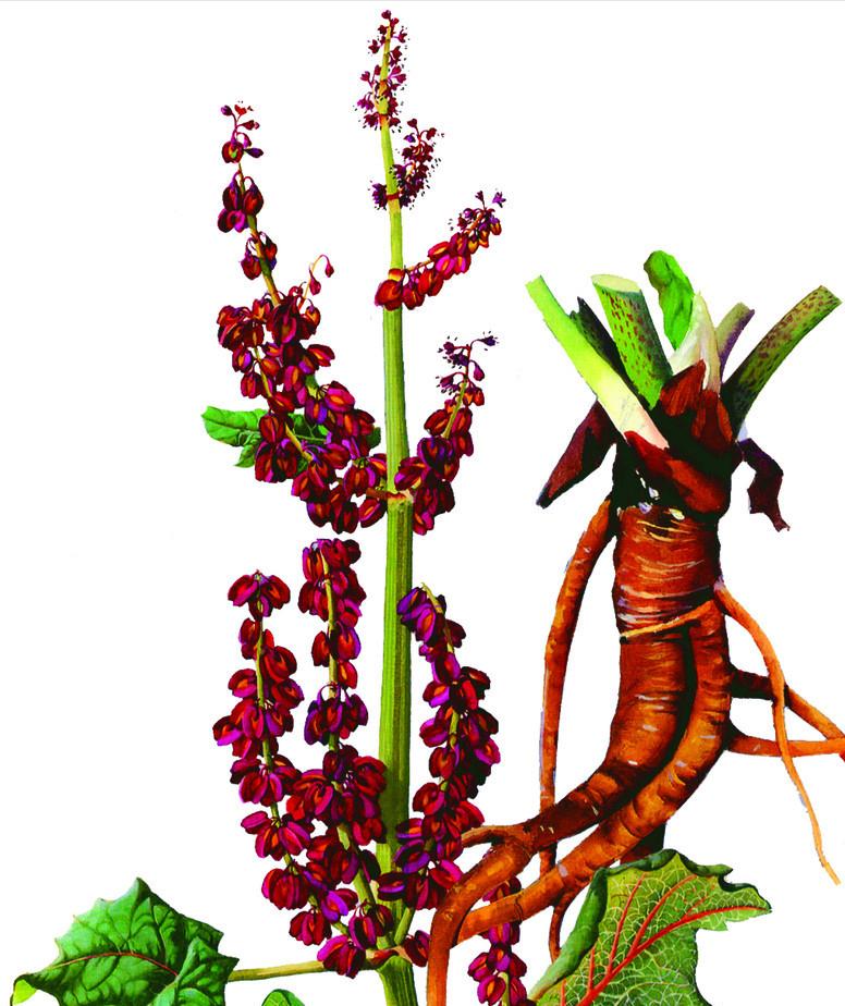 秦可卿10大谜案,红楼梦人物分析秦可卿之死