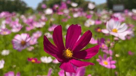太仓蓝色花海,太仓好看的花海